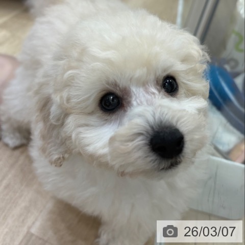 トイ・プードルの写真