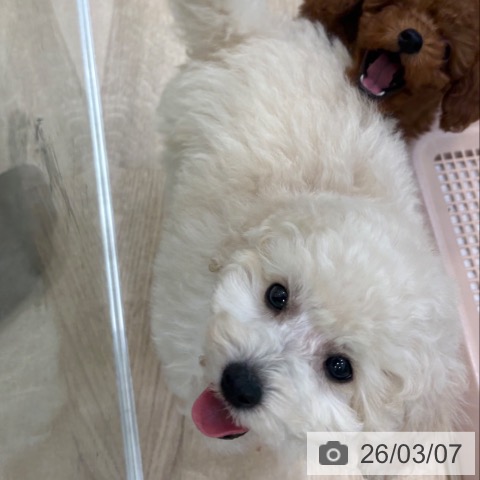 トイ・プードルの写真