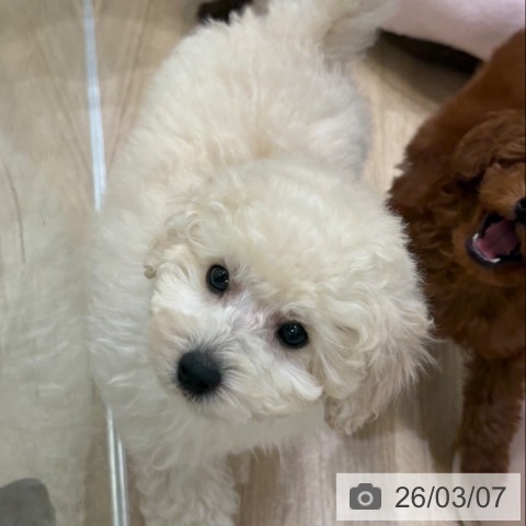 トイ・プードルの写真