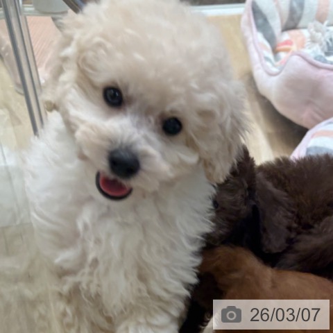 トイ・プードルの写真