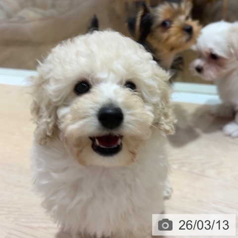 トイ・プードルの写真