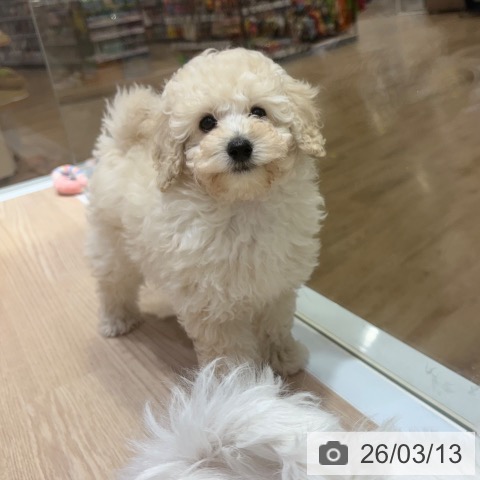 トイ・プードルの写真