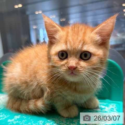 マンチカンの写真