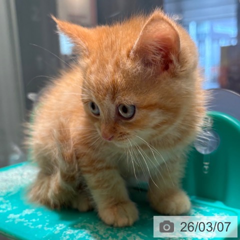 マンチカンの写真