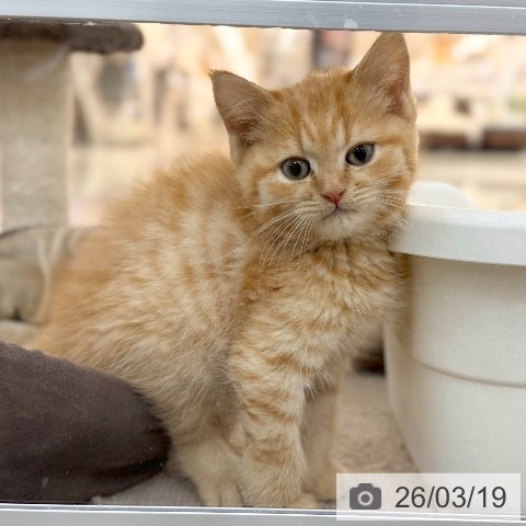 京都府のマンチカン (ペットプラス 久御山店/2026年1月2日生まれ/男の子/レッドタビー)の子猫の3枚目の画像