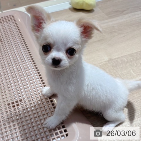 チワワの写真