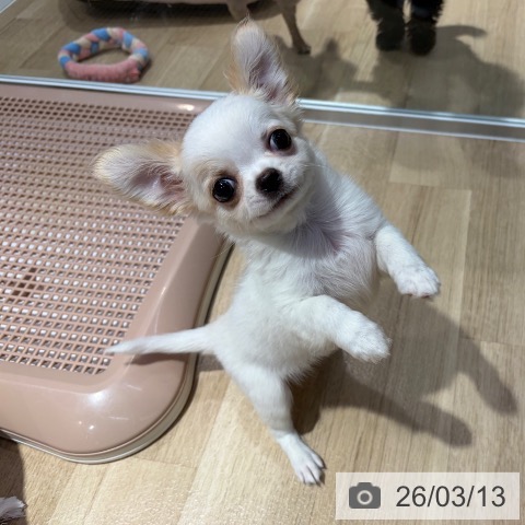 大阪府のチワワ(ロング) (ペットプラス イオン大日店/2026年1月1日生まれ/女の子/ホワイトクリーム)の子犬の4枚目の画像