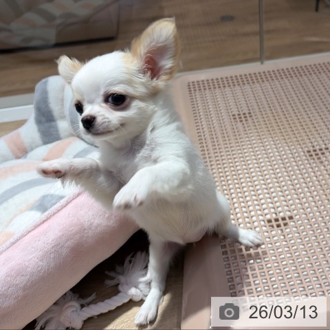 大阪府のチワワ(ロング) (ペットプラス イオン大日店/2026年1月1日生まれ/女の子/ホワイトクリーム)の子犬の3枚目の画像