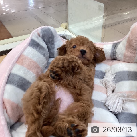 新潟県のトイプードル(トイ) (ペットプラス 新潟青山店/2026年1月6日生まれ/男の子/レッドフォーン)の子犬の4枚目の画像