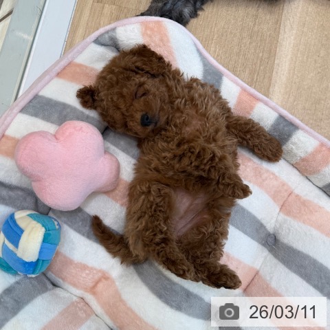 大阪府のトイプードル(トイ) (ペットプラス 堺北花田店/2026年1月6日生まれ/女の子/レッドフォーン)の子犬の3枚目の画像