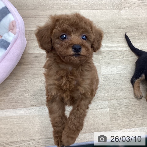 大阪府のトイプードル(トイ) (ペットプラス 松原店/2026年1月6日生まれ/女の子/レッドフォーン)の子犬の4枚目の画像