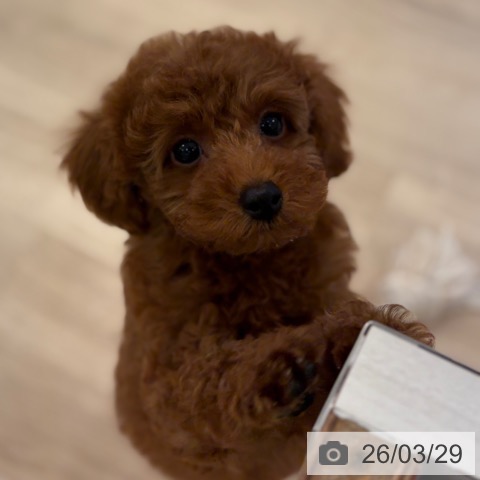 大阪府のトイプードル(トイ) (ペットプラス 大阪ドームシティ店/2026年1月6日生まれ/女の子/レッドフォーン)の子犬の4枚目の画像