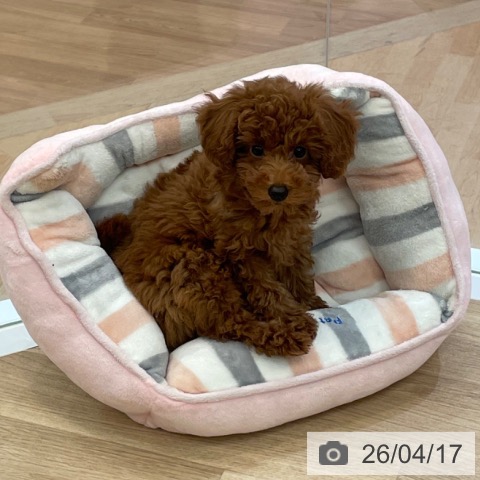 大阪府のトイプードル(トイ) (ペットプラス 大阪ドームシティ店/2026年1月6日生まれ/女の子/レッドフォーン)の子犬の4枚目の画像