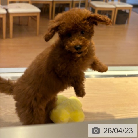 和歌山県のトイプードル(トイ) (ペットプラス 和歌山店/2026年1月6日生まれ/女の子/レッドフォーン)の子犬の4枚目の画像