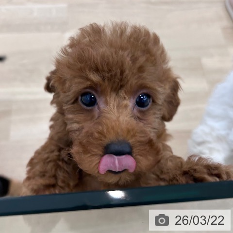 大阪府のトイプードル(トイ) (ペットプラス 松原店/2026年1月6日生まれ/女の子/レッドフォーン)の子犬の3枚目の画像