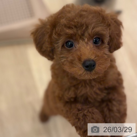 大阪府のトイプードル(トイ) (ペットプラス 大阪ドームシティ店/2026年1月6日生まれ/女の子/レッドフォーン)の子犬の3枚目の画像