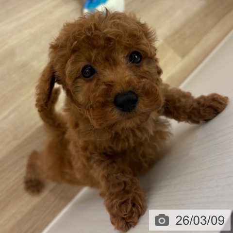 トイ・プードルの写真