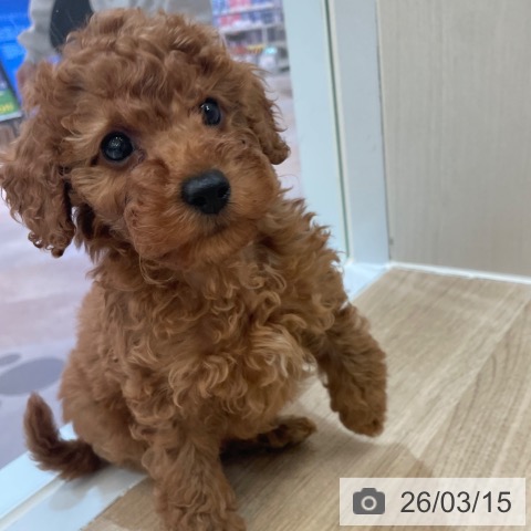 大阪府のトイプードル(トイ) (ペットプラス 大阪ドームシティ店/2026年1月6日生まれ/男の子/レッドフォーン)の子犬の3枚目の画像