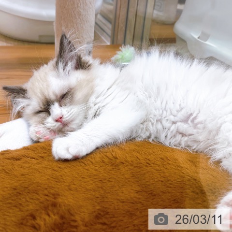 大阪府のラグドール (ペットプラス イオン大日店/2025年12月25日生まれ/女の子/シールポイントバイカラー)の子猫の3枚目の画像