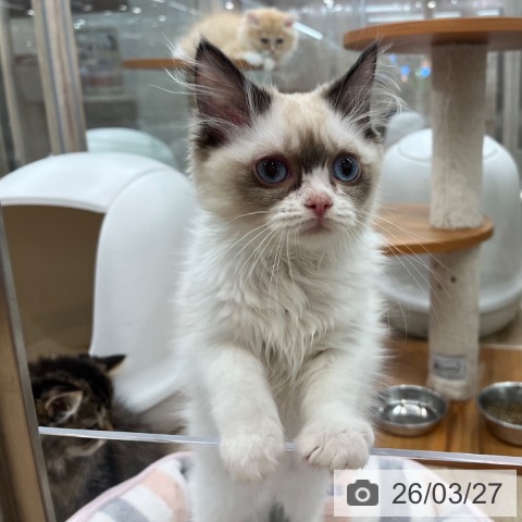 大阪府のラグドール (ペットプラス イオン大日店/2025年12月25日生まれ/女の子/シールポイントバイカラー)の子猫の3枚目の画像