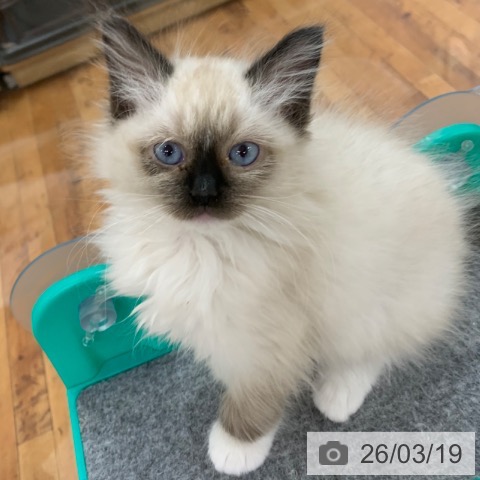 京都府のラグドール (ペットプラス 久御山店/2026年1月7日生まれ/女の子/シールポイントミテッド)の子猫の4枚目の画像