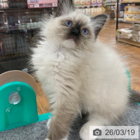 京都府のラグドール (ペットプラス 久御山店/2026年1月7日生まれ/女の子/シールポイントミテッド)の子猫の3枚目の画像