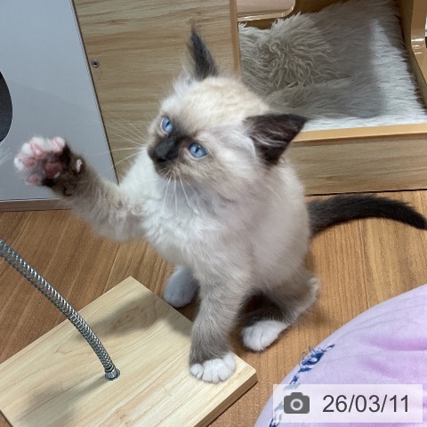 大阪府のラグドール (ペットプラス りんくう泉南店/2026年1月7日生まれ/男の子/シールポイントミテッド)の子猫の3枚目の画像