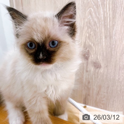 大阪府のラグドール (ペットプラス イオン大日店/2026年1月7日生まれ/男の子/シールポイントミテッド)の子猫の4枚目の画像