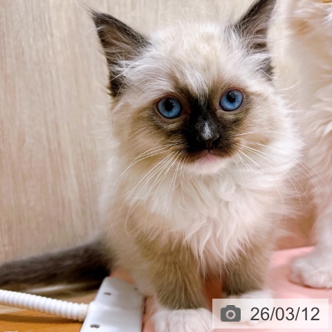 大阪府のラグドール (ペットプラス イオン大日店/2026年1月7日生まれ/男の子/シールポイントミテッド)の子猫の3枚目の画像