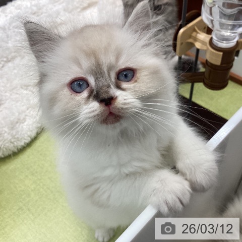 大阪府のラグドール (ペットプラス ららぽーと和泉店/2026年1月5日生まれ/男の子/ブルーポイントミテッド)の子猫の4枚目の画像