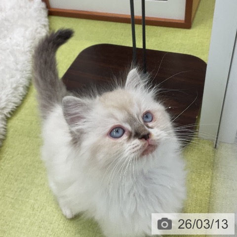 大阪府のラグドール (ペットプラス ららぽーと和泉店/2026年1月5日生まれ/男の子/ブルーポイントミテッド)の子猫の3枚目の画像