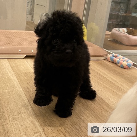 トイ・プードルの写真