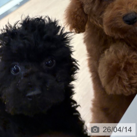 和歌山県のトイプードル(トイ) (ペットプラス 和歌山店/2026年1月7日生まれ/男の子/ブラック)の子犬の4枚目の画像
