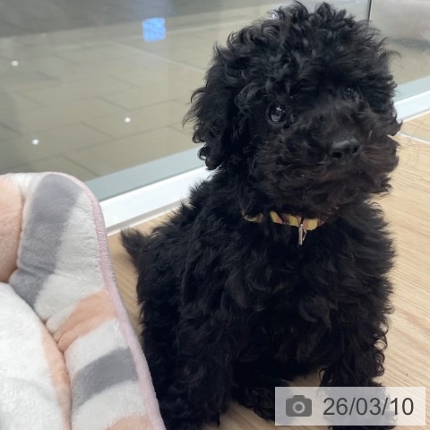 トイ・プードルの写真