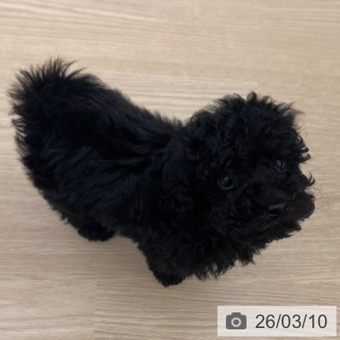 トイ・プードルの写真