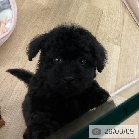 トイ・プードルの写真