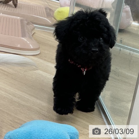 トイ・プードルの写真