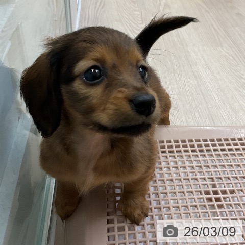 ミニチュア・ダックスフンドの写真