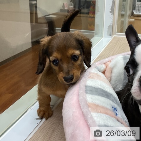 ミニチュア・ダックスフンドの写真