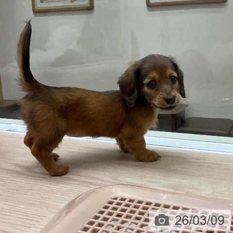 ミニチュア・ダックスフンドの写真