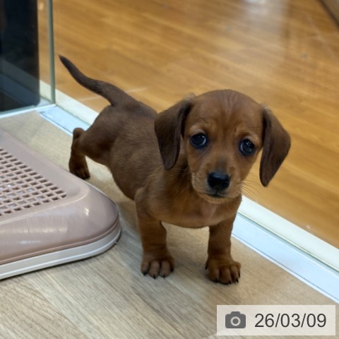 ミニチュア・ダックスフンドの写真