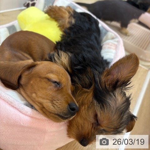 京都府のミニチュアダックスフンド(ロング) (ペットプラス イオンモールKYOTO店/2026年1月7日生まれ/女の子/レッド)の子犬の4枚目の画像