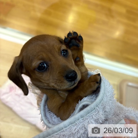 ミニチュア・ダックスフンドの写真