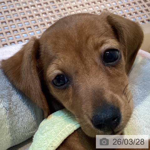 京都府のミニチュアダックスフンド(ロング) (ペットプラス イオンモールKYOTO店/2026年1月7日生まれ/女の子/レッド)の子犬の4枚目の画像