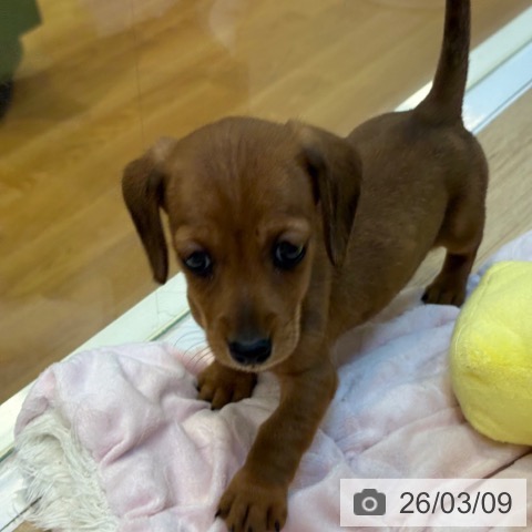 京都府のミニチュアダックスフンド(ロング) (ペットプラス イオンモールKYOTO店/2026年1月7日生まれ/女の子/レッド)の子犬の3枚目の画像