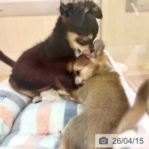 チワワの写真