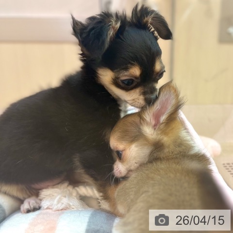 チワワの写真