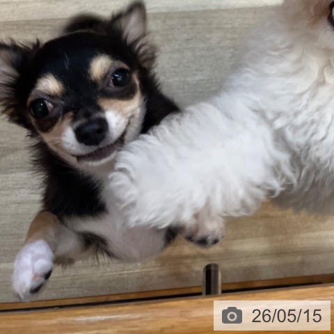 チワワの写真