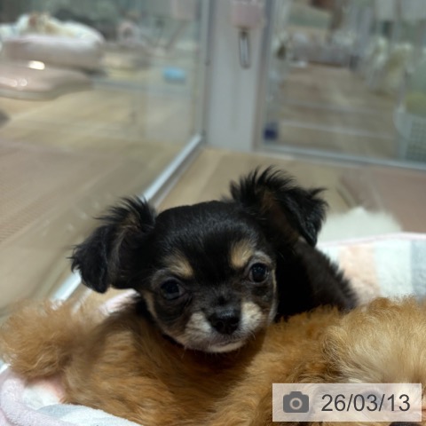 大阪府のチワワ(ロング) (ペットプラス イオン大日店/2026年1月7日生まれ/女の子/ブラックタン)の子犬の3枚目の画像