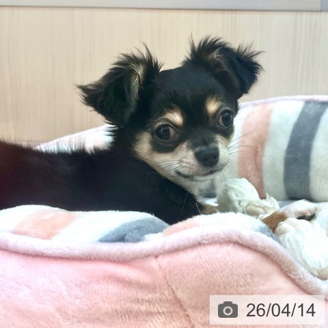 兵庫県のチワワ(ロング) (ペットプラス 姫路大津店/2026年1月7日生まれ/女の子/ブラックタン)の子犬の4枚目の画像